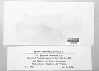 Botrytis tulipae image
